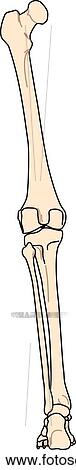 Drawing - Posterior view of the skeletal anatomy of the body (left leg).. Fotosearch