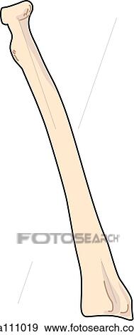 Posterior view of the skeletal anatomy of the right arm (radius). View Large Illustration Stock Illustration - Posterior view of the skeletal anatomy of the right arm (radius).. Fotosearch