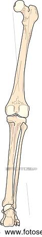 Stock Illustration - Posterior view of the skeletal anatomy of the right leg.. Fotosearch