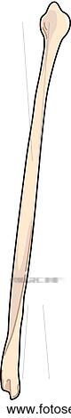 Stock Illustration - Posterior view of the skeletal anatomy of the right leg (fibula).. Fotosearch