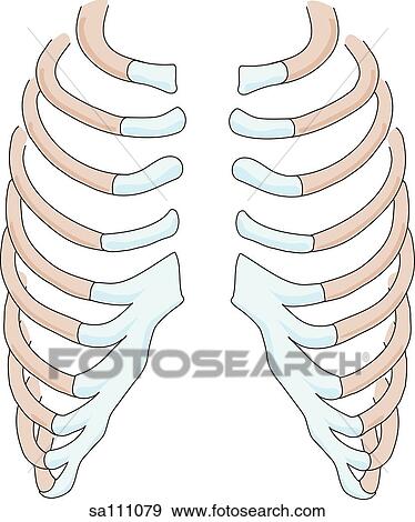 Posterior View Of The Skeletal Anatomy Of The Anterior Thoracic Ribcage Stock Illustration Sa111079 Fotosearch