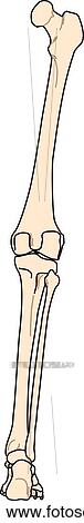 Stock Illustration - Posterior view of the skeletal anatomy of the body (right leg).. Fotosearch