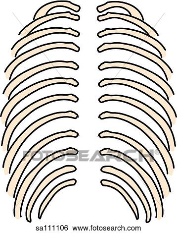 Stock Illustration - Posterior view of the skeletal anatomy of the body (ribs).. Fotosearch