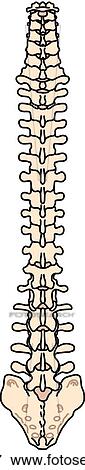 Posterior view of the skeletal anatomy of the body (spinal column). View Large Illustration Stock Illustration - Posterior view of the skeletal anatomy of the body (spinal column).. Fotosearch