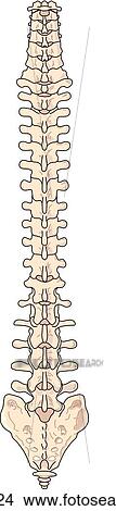 Stock Illustration - Posterior view of the skeletal anatomy of the spine.. Fotosearch