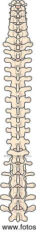 Posterior view of the skeletal anatomy of the spine (vertebrae). View Large Illustration Stock Illustration - Posterior view of the skeletal anatomy of the spine (vertebrae).. Fotosearch