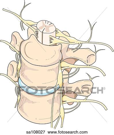 Stock Illustration - Posterolateral view of a section of the spinal column showing the vertebrae and their corresponding spinal nerves.. Fotosearch