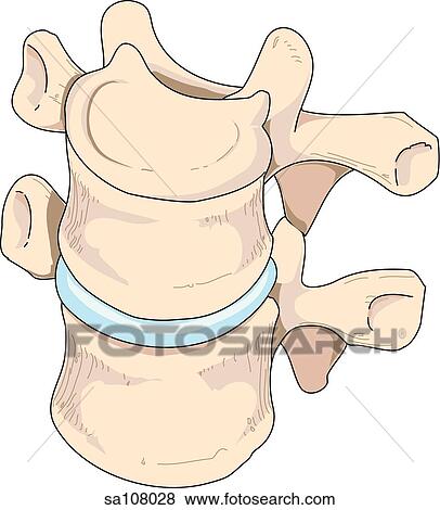 Stock Illustration - Posterolateral view of a section of the spinal column.. Fotosearch