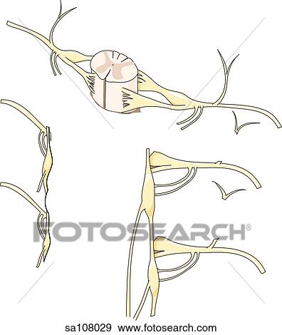 Posterolateral view of a section of the spinal column showing the vertebrae and their corresponding spinal nerves (spinal column not shown). View Large Illustration Stock Illustration - Posterolateral view of a section of the spinal column showing the vertebrae and their corresponding spinal nerves (spinal column not shown).. Fotosearch