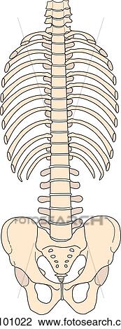 Rib cage and pelvic bones. View Large Illustration Drawing - Rib cage and pelvic bones.. Fotosearch