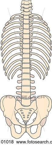 Rib cage and pelvic bones. View Large Illustration Stock Illustration - Rib cage and pelvic bones.. Fotosearch