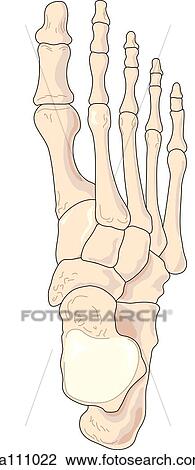 Clip Art of Dorsal view of the skeletal anatomy of the right foot ...