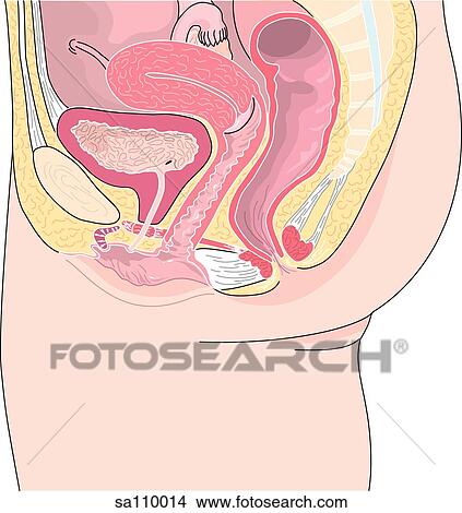 Stock Illustration - Sagittal section of the female reproduction system.. Fotosearch