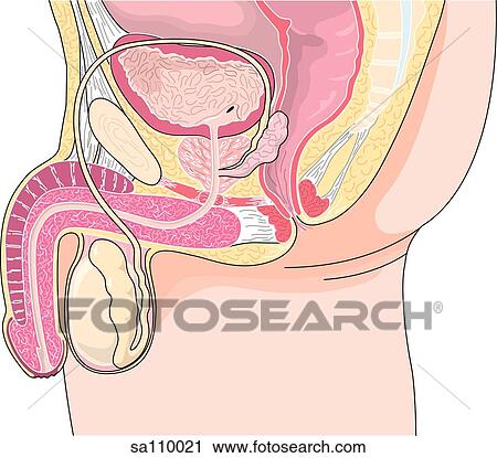 Sagittal section of the male reproductive system. View Large Illustration Clip Art - Sagittal section of the male reproductive system.. Fotosearch