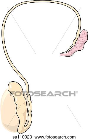 Drawing - Sagittal section of the male reproductive system (seminal vesicle, ductus (vas) deferens, epididymid and testis).. Fotosearch