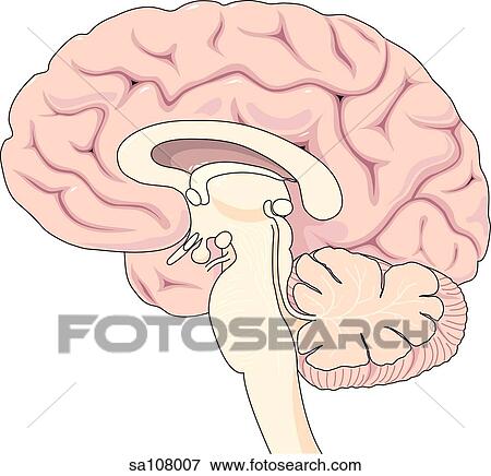 Sagittal section through the brain at the great longitudinal fissure to reveal the fissures and lobes on the internal surface of the cerebral hemispheres. View Large Illustration Stock Illustration - Sagittal section through the brain at the great longitudinal fissure to reveal the fissures and lobes on the internal surface of the cerebral hemispheres.. Fotosearch
