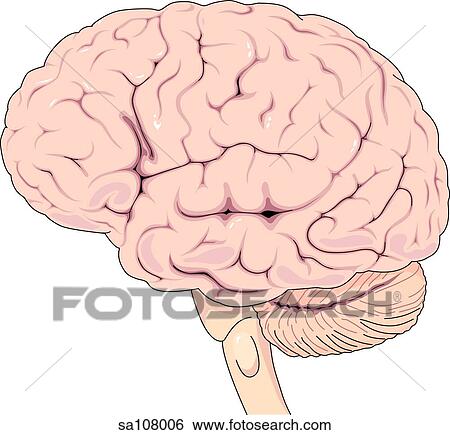 Seitliche Ansicht Von Dass Gehirn Und Brainstem Stock Illustration Sa Fotosearch