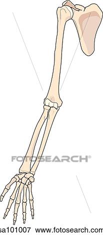 Skeletal structures of the arm. View Large Illustration Stock Illustration - Skeletal structures of the arm.. Fotosearch