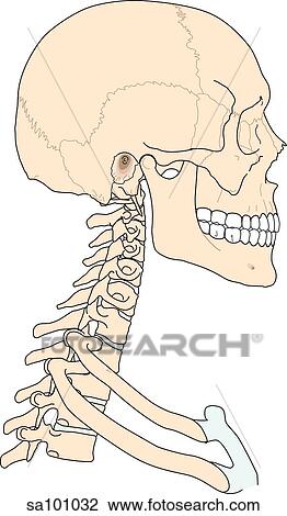 Skeletal structures of the head and neck. View Large Illustration Drawing - Skeletal structures of the head and neck.. Fotosearch