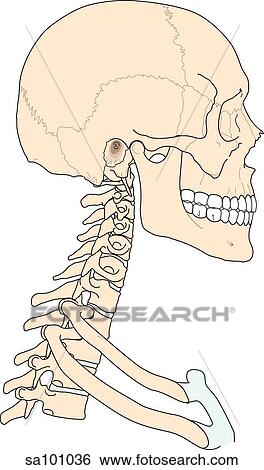 Skeletal structures of the head and neck. View Large Illustration Stock Illustration - Skeletal structures of the head and neck.. Fotosearch