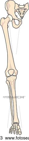 Skeletal structures of the leg. View Large Illustration Drawing - Skeletal structures of the leg.. Fotosearch