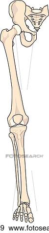 Skeletal structures of the leg. View Large Illustration Stock Illustration - Skeletal structures of the leg.. Fotosearch