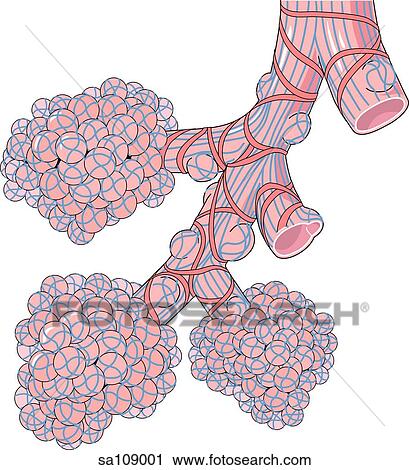 Terminal end of respiratory tract showing bronchioles and alveoli. View Large Illustration Clip Art - Terminal end of respiratory tract showing bronchioles and alveoli.. Fotosearch