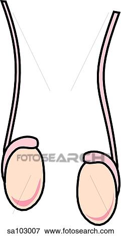 Testis. View Large Illustration Stock Illustration - Testis.. Fotosearch