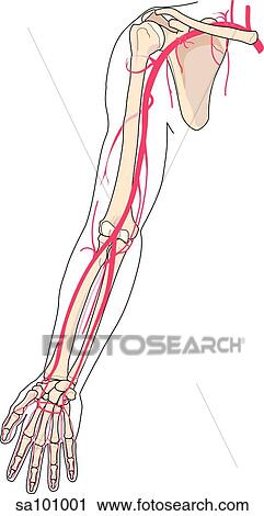 The arteries of the arm shown in relation to underlying skeletal