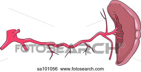 The external anatomy of the spleen shown with its corresponding artery. View Large Illustration Stock Illustration - The external anatomy of the spleen shown with its corresponding artery.. Fotosearch
