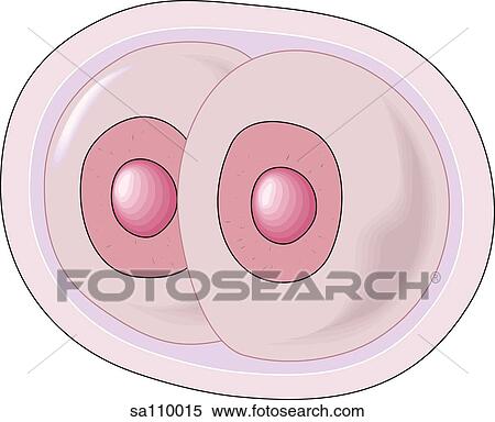 The first of a series of mitotic cell divisions occurring in the ovum immediately following its fertilization. View Large Illustration Stock Illustration - The first of a series of mitotic cell divisions occurring in the ovum immediately following its fertilization.. Fotosearch
