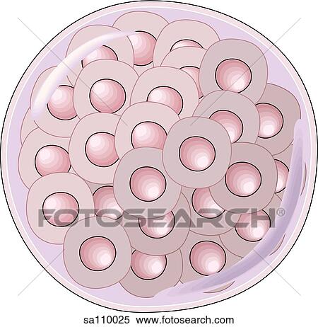 The morula; a solid mass of blastomeres resulting from the cleavage divisions of the zygote. View Large Illustration Stock Illustration - The morula; a solid mass of blastomeres resulting from the cleavage divisions of the zygote.. Fotosearch