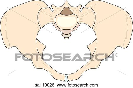 The skeletal structures of the female pelvis as viewed from above. View Large Illustration Stock Illustration - The skeletal structures of the female pelvis as viewed from above.. Fotosearch