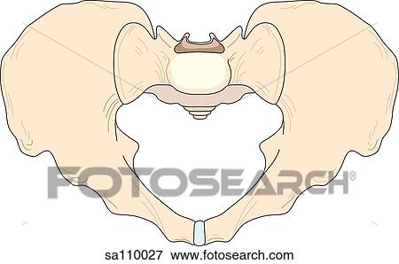The skeletal structures of the male pelvis as viewed from above. View Large Illustration Stock Illustration - The skeletal structures of the male pelvis as viewed from above.. Fotosearch
