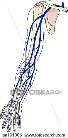 The veins of the arm shown in relation to underlying skeletal structures. View Large Illustration Stock Illustration - The veins of the arm shown in relation to underlying skeletal structures.. Fotosearch