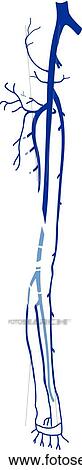 The veins of the leg shown in relation to underlying skeletal structures. View Large Illustration Drawing - The veins of the leg shown in relation to underlying skeletal structures.. Fotosearch