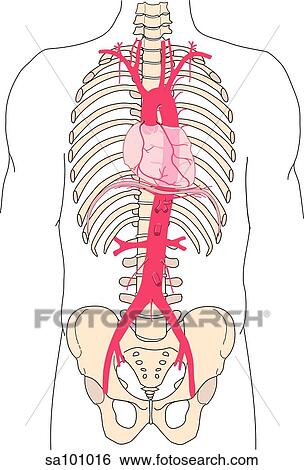 Thoracic Region Of The Body With The Heart And Descending Aorta Prominently Visible Upon The Rib Cage And Pelvic Bones Stock Illustration Sa101016 Fotosearch