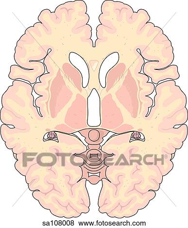Stock Illustration - Transverse section of the brain revealing internal structures.. Fotosearch