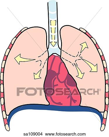 Transverse section of the chest cavity, showing the changes in structure during breathing (inspiration). View Large Illustration Stock Illustration - Transverse section of the chest cavity, showing the changes in structure during breathing (inspiration).. Fotosearch