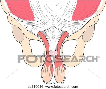 Transverse section of the male pelvis showing the inguinal canal. View Large Illustration Stock Illustration - Transverse section of the male pelvis showing the inguinal canal.. Fotosearch