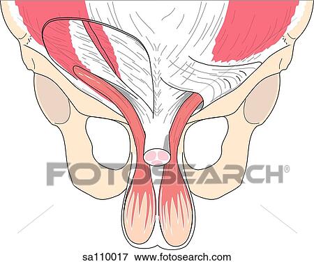 Transverse section of the male pelvis showing the inguinal canal (section cut away to show deeper structures). View Large Illustration Stock Illustration - Transverse section of the male pelvis showing the inguinal canal (section cut away to show deeper structures).. Fotosearch