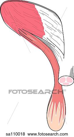 Stock Illustration - Transverse section of the male pelvis showing the inguinal canal (left side without intercrural fibers).. Fotosearch