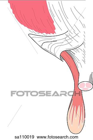 Transverse section of the male pelvis showing the inguinal canal (left side with intercrural fibers). View Large Illustration Stock Illustration - Transverse section of the male pelvis showing the inguinal canal (left side with intercrural fibers).. Fotosearch