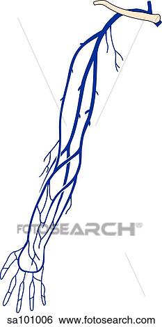Veins of the arm. Stock Illustration | sa101006 | Fotosearch