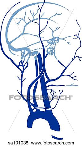 Veins of the head and neck. View Large Illustration Stock Illustration - Veins of the head and neck.. Fotosearch