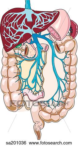 レバー そして より低い 腸 地域 で 入り口 システム 輸送 血 から 腸 へ レバー へ ありなさい Cleaned イラスト Sa1036 Fotosearch