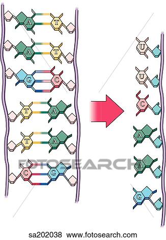 Stock Illustration - A double stranded chain of ribonucleic acid splits along its nucleoside connection to form a single stranded chain.. Fotosearch