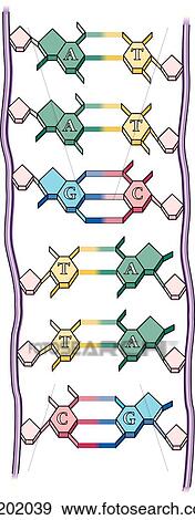 Stock Illustration - A double stranded chain of ribonucleic acid.. Fotosearch
