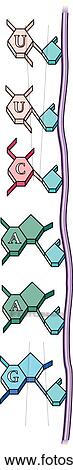 A single stranded chain of ribonucleic acid. View Large Illustration Clip Art - A single stranded chain of ribonucleic acid.. Fotosearch
