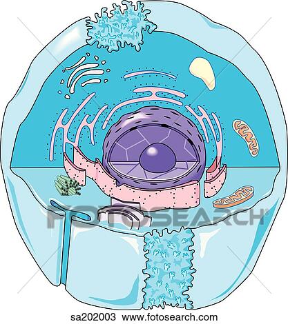 Drawing - An animal cell with internal structures such as nucleus, endoplasmic reticulum, and mitochondrium made visible.. Fotosearch